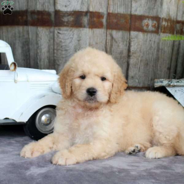 Lydia, Goldendoodle Puppy