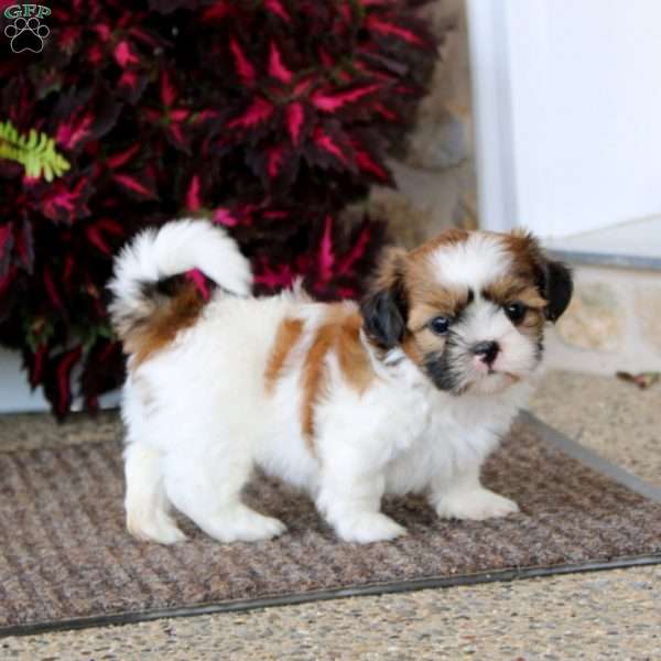 Lylah, Shih Tzu Puppy