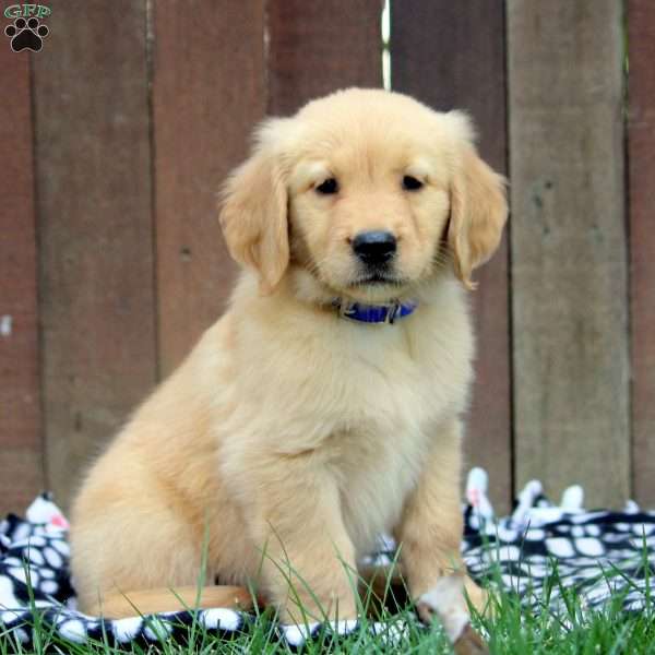 Mabel, Golden Retriever Puppy