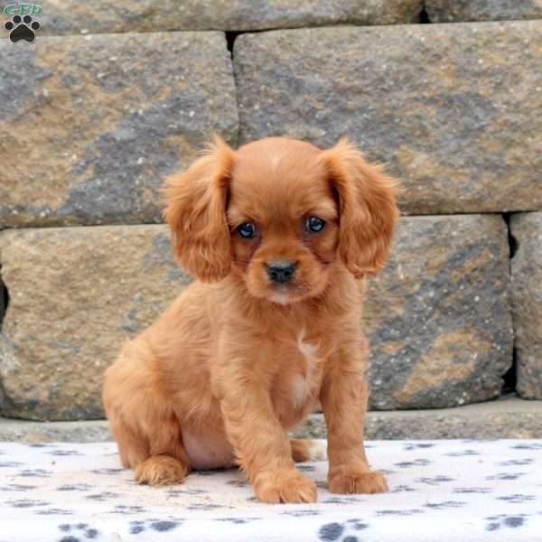 Mable, Cavalier King Charles Spaniel Puppy