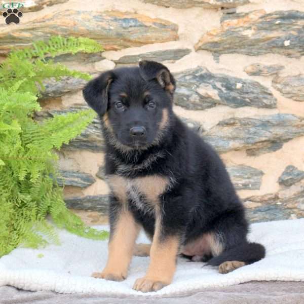 Mable, German Shepherd Puppy