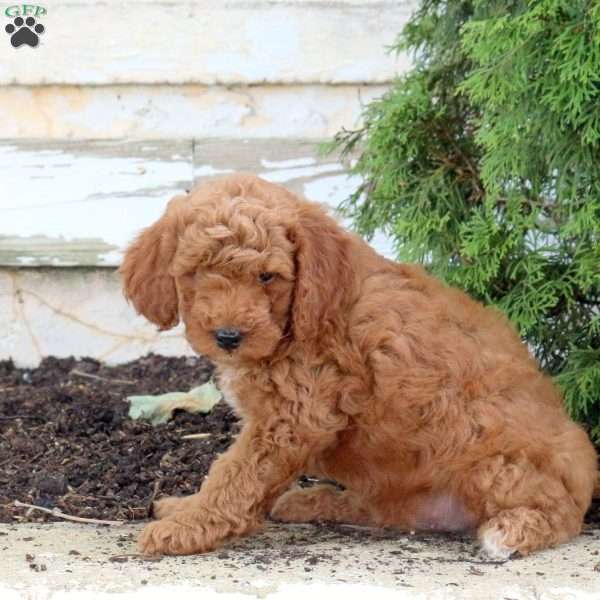 Mac, Mini Goldendoodle Puppy