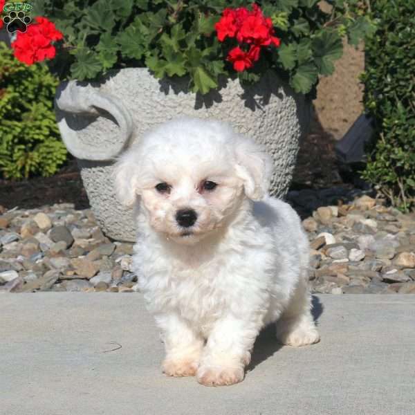 Mac, Bichon Frise Puppy