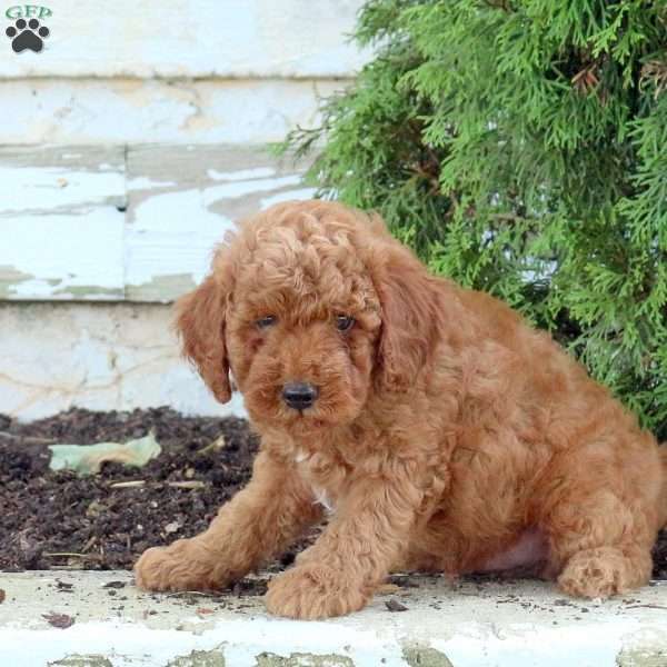 Macho, Mini Goldendoodle Puppy