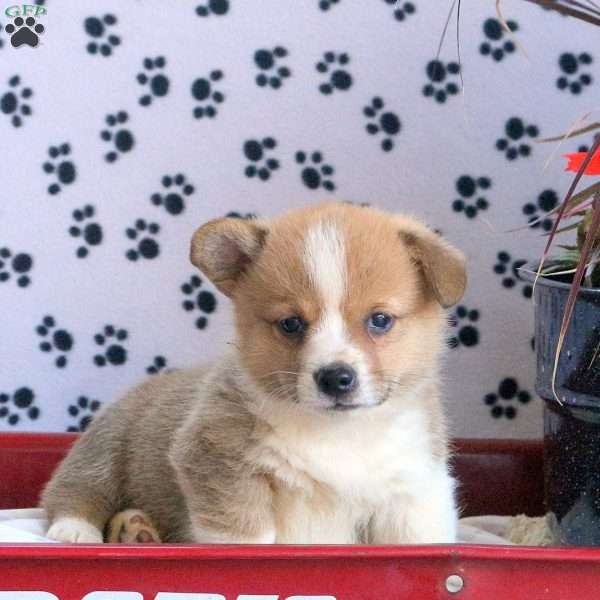 Mack, Pembroke Welsh Corgi Puppy