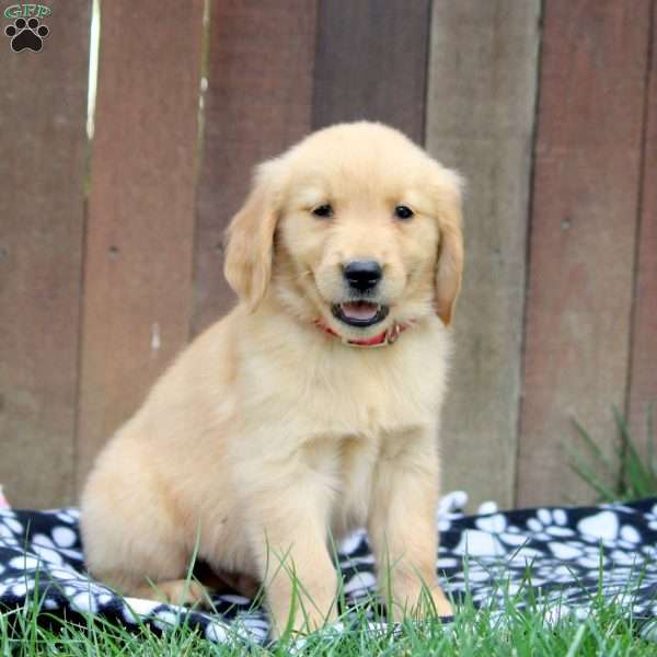 Mack, Golden Retriever Puppy