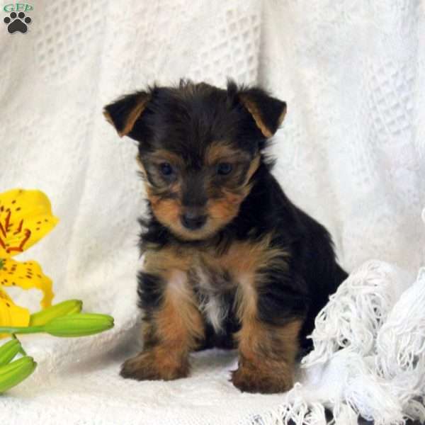 Macy, Yorkie Puppy