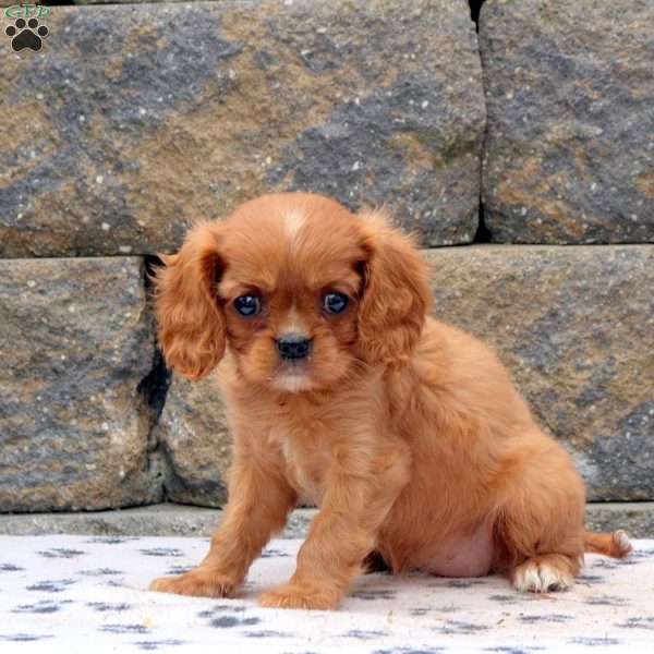 Macy, Cavalier King Charles Spaniel Puppy