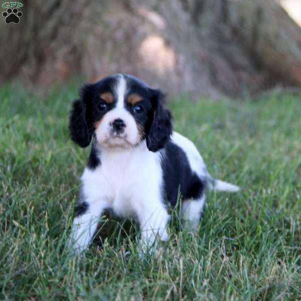 Macy, Cavalier King Charles Spaniel Puppy