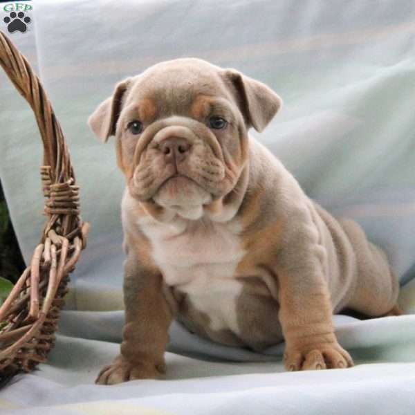 Maddy, English Bulldog Puppy