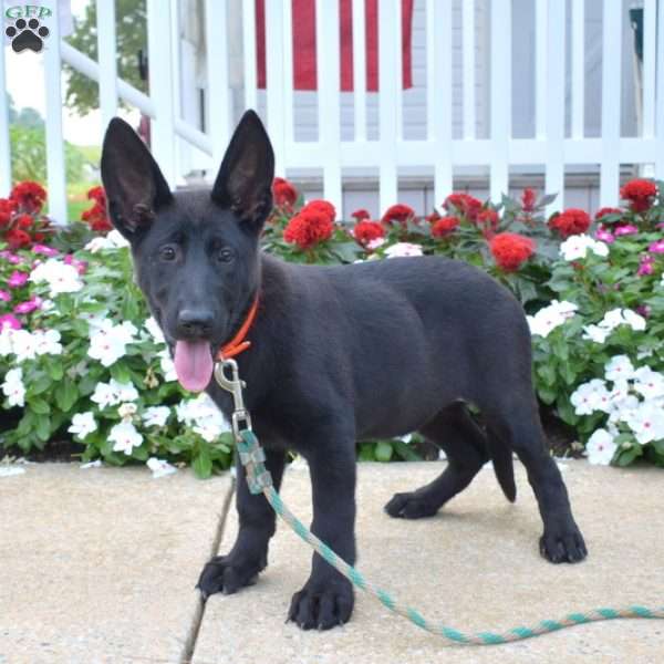 Maddy, German Shepherd Puppy