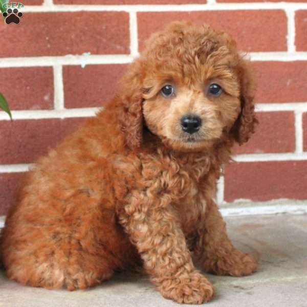 Maddy, Miniature Poodle Puppy