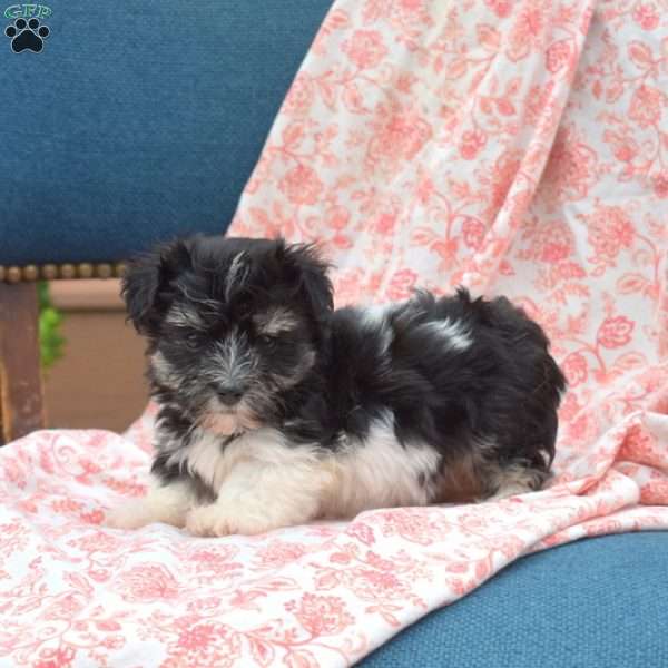 Madison, Havanese Puppy