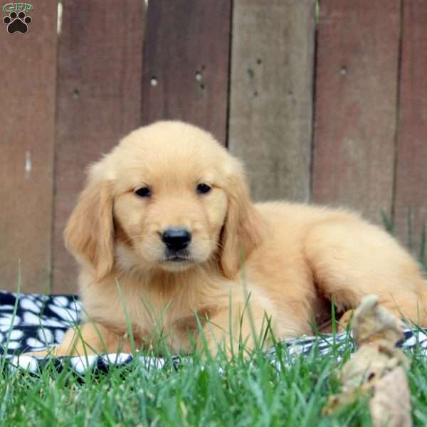 Madison, Golden Retriever Puppy