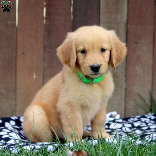 Mae, Golden Retriever Puppy