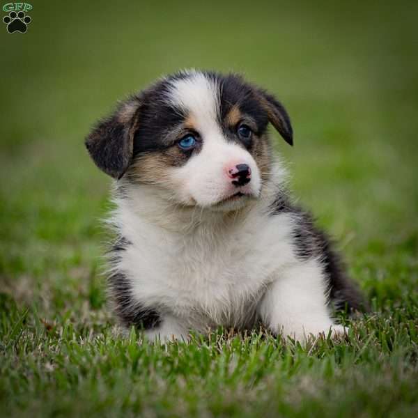 Maggie, Pembroke Welsh Corgi Puppy