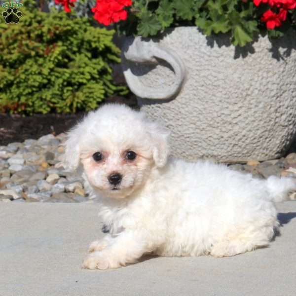 Maggie, Bichon Frise Puppy