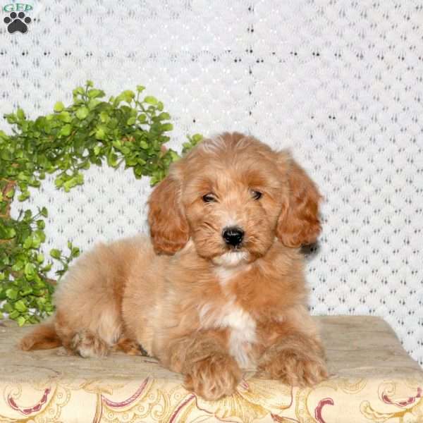 Maggie, Mini Goldendoodle Puppy