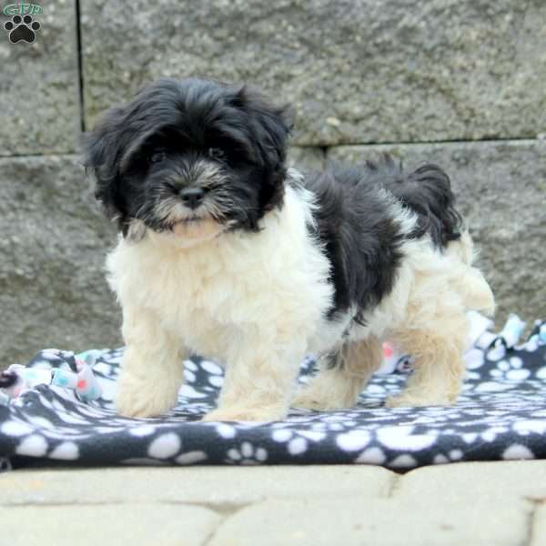 Maggie, Havanese Puppy