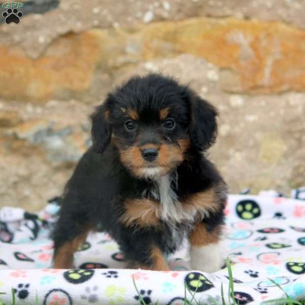 Maggie, Corgipoo Puppy