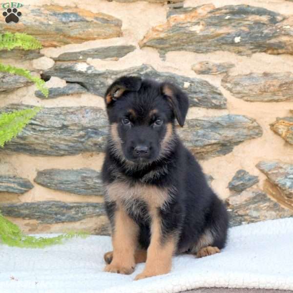 Maggie, German Shepherd Puppy