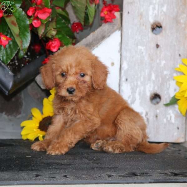 Maggie, Mini Goldendoodle Puppy