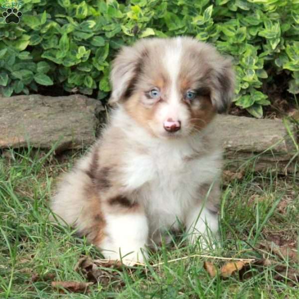 Magic, Australian Shepherd Puppy