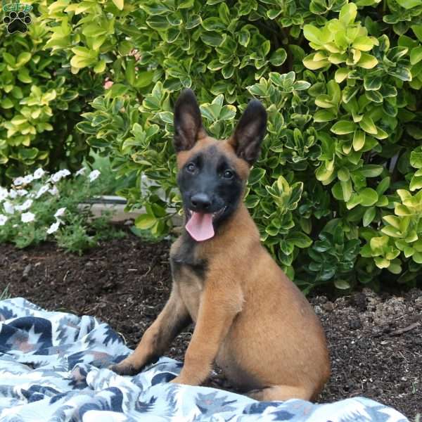 Magnus, Belgian Malinois Puppy