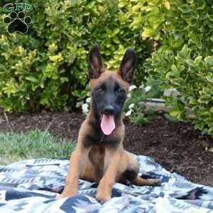 Magnus, Belgian Malinois Puppy