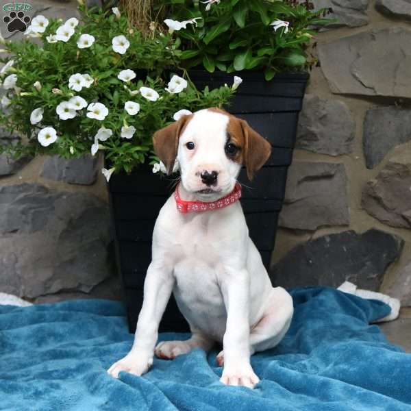 Maisie, Boxador Puppy