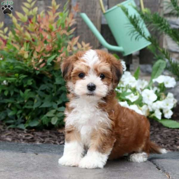 Maisie, Havanese Puppy