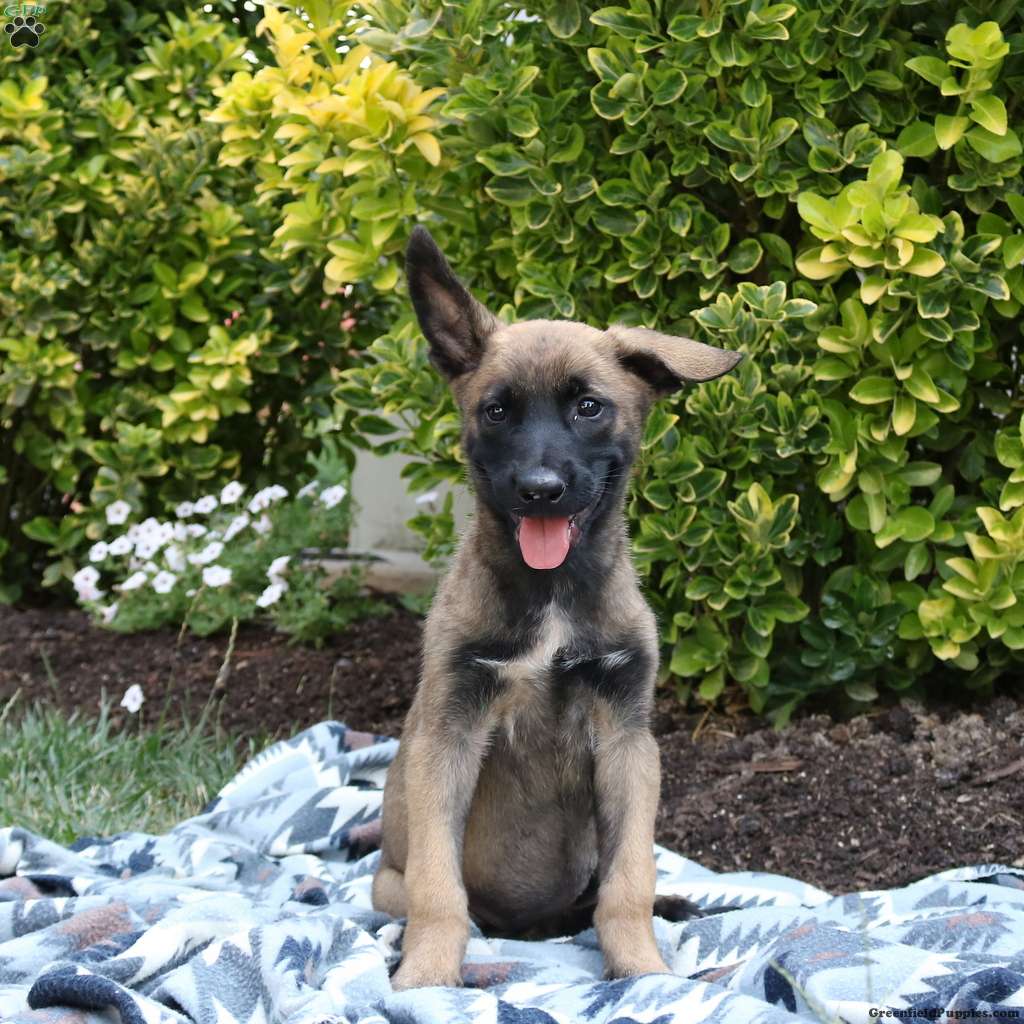 Maisie - Belgian Malinois Puppy For Sale in Pennsylvania