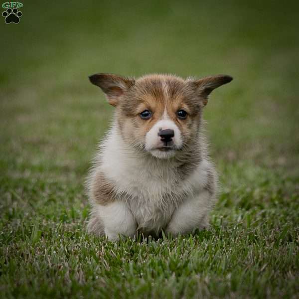 Maizey, Pembroke Welsh Corgi Puppy