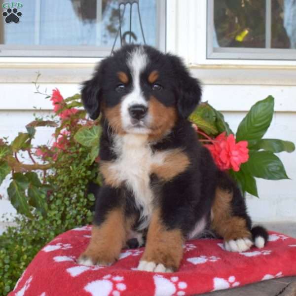 Major, Bernese Mountain Dog Puppy