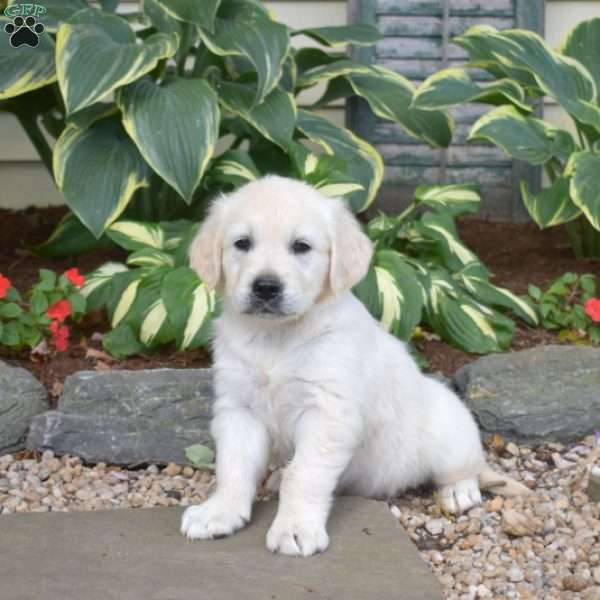 Major, English Cream Golden Retriever Puppy