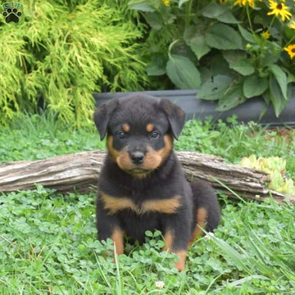 Major, Rottweiler Puppy