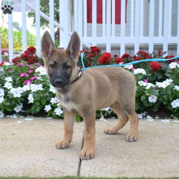 Major, German Shepherd Puppy