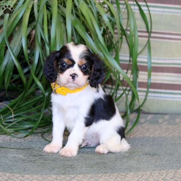 Major, Cavalier King Charles Spaniel Puppy