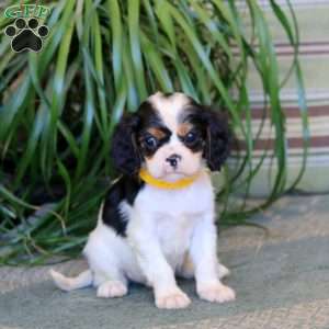 Major, Cavalier King Charles Spaniel Puppy