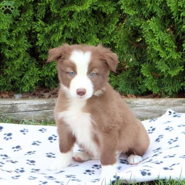 Mallory, Border Collie Puppy