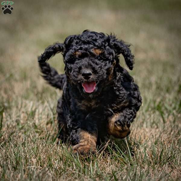 Malto, Cavapoo Puppy