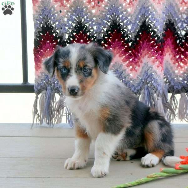 Mamie, English Shepherd Mix Puppy