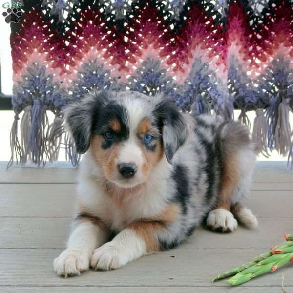 Mandy, English Shepherd Mix Puppy