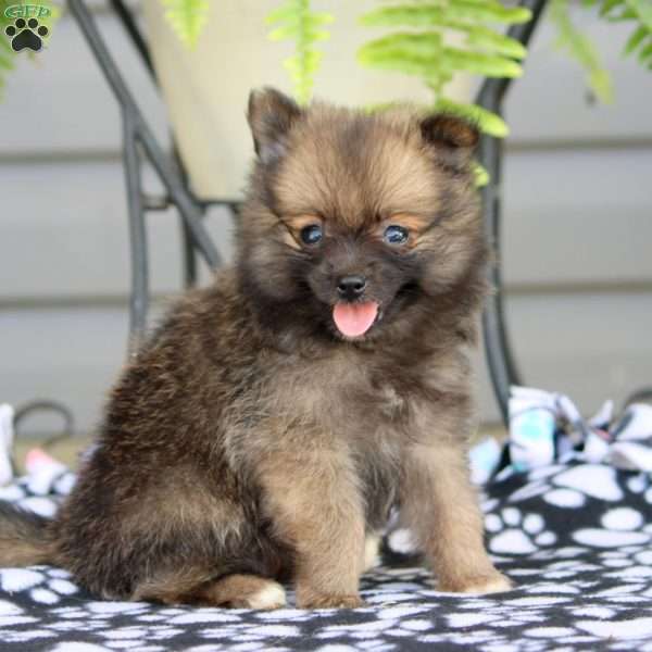 Mandy, Pomeranian Puppy