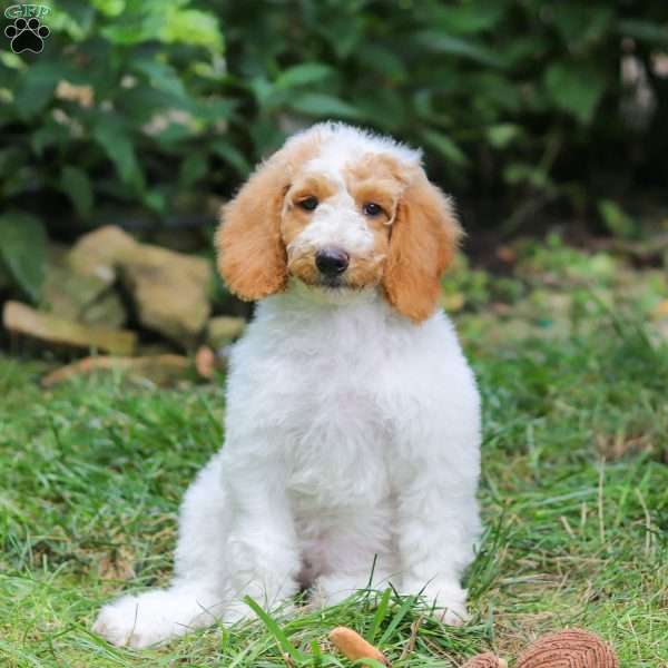 Mandy, Standard Poodle Puppy