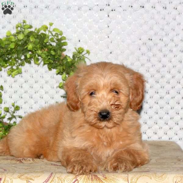 Mango, Mini Goldendoodle Puppy