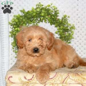 Mango, Mini Goldendoodle Puppy