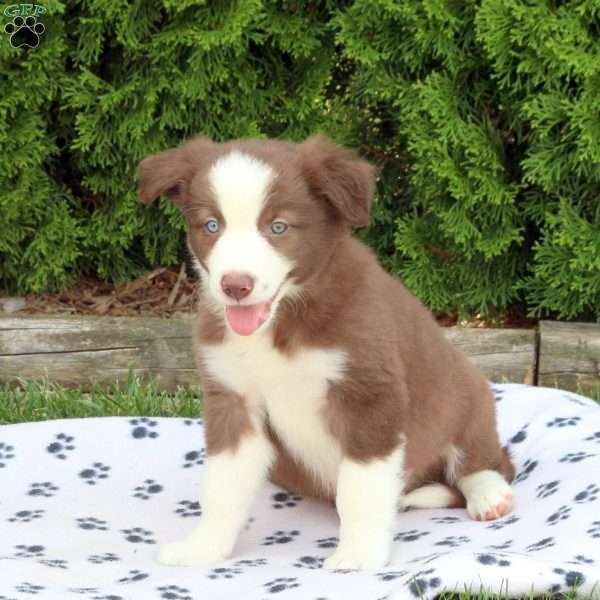 Manny, Border Collie Puppy