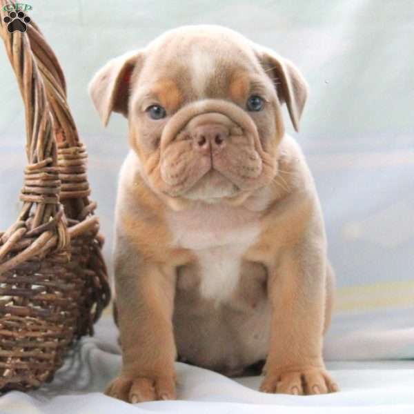 Manny, English Bulldog Puppy