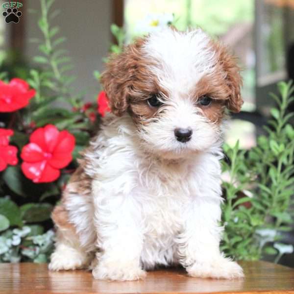 Manny, Cavapoo Puppy